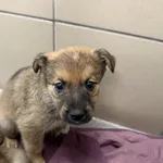 Pies do adopcji
