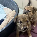 Pies do adopcji