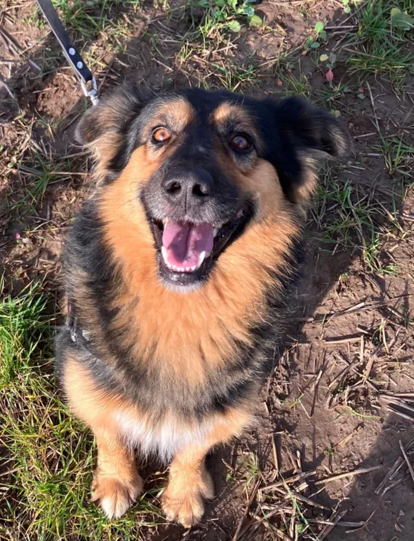 Oddam psa, Ostrzeszewo, 9 listopada 2025 (1/2)