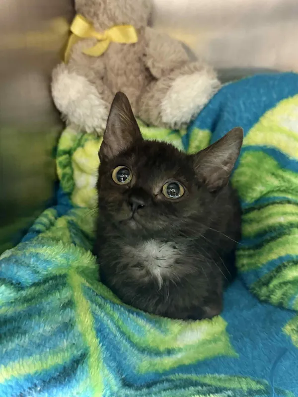 Kot do adopcji, Bydgoszcz, 8 listopada 2025 (1/2)