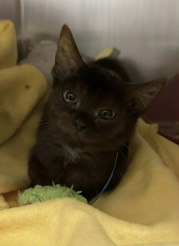 Kot do adopcji, Bydgoszcz, 8 listopada 2025 (2/2)