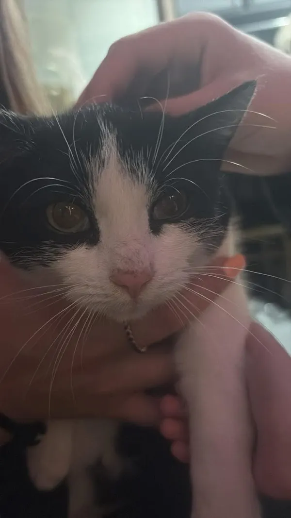 Znaleziono kota, Łódź, 9 listopada 2025