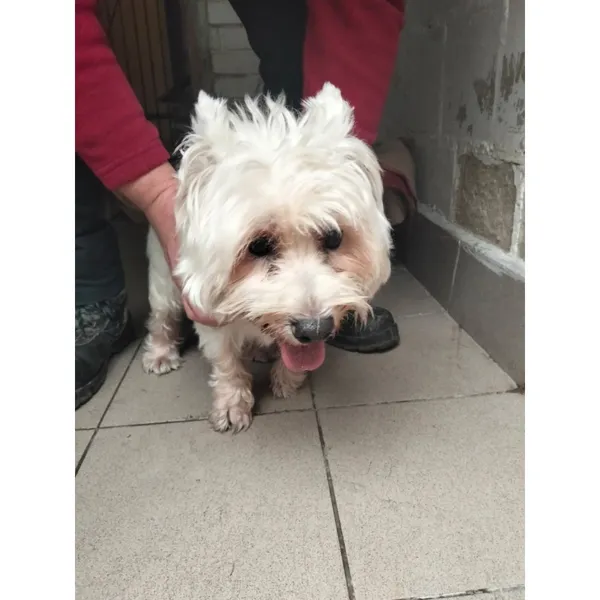 Znaleziono psa, Białystok, 8 listopada 2025