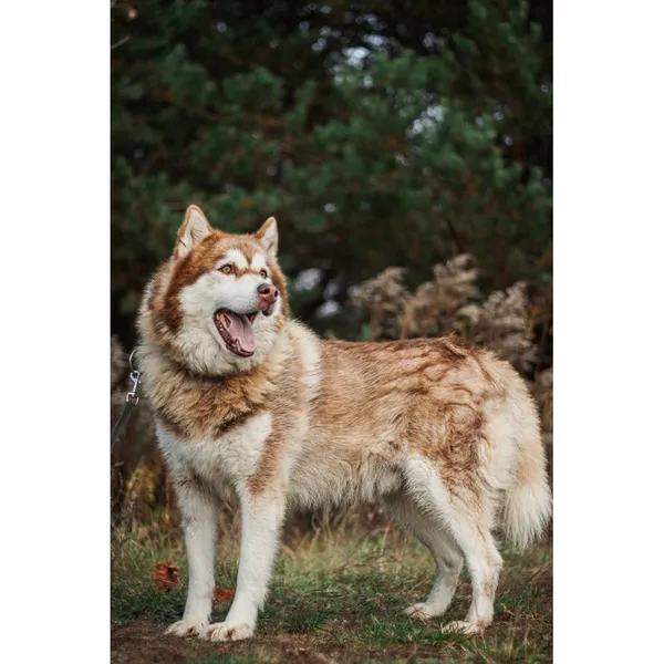 Znaleziono psa, Białystok, 26 września 2025 (1/5)