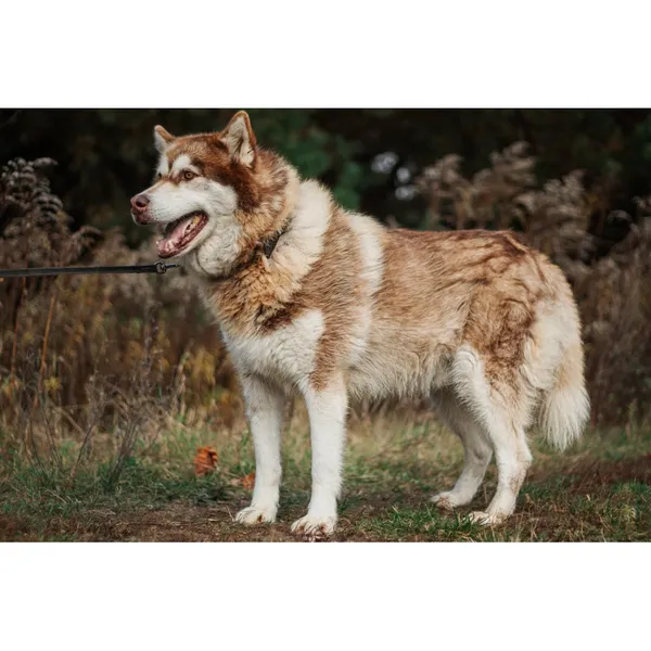 Znaleziono psa, Białystok, 26 września 2025 (2/5)