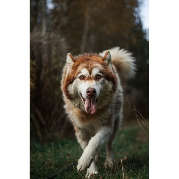 Znaleziono psa, Białystok, 26 września 2025 (4/5)