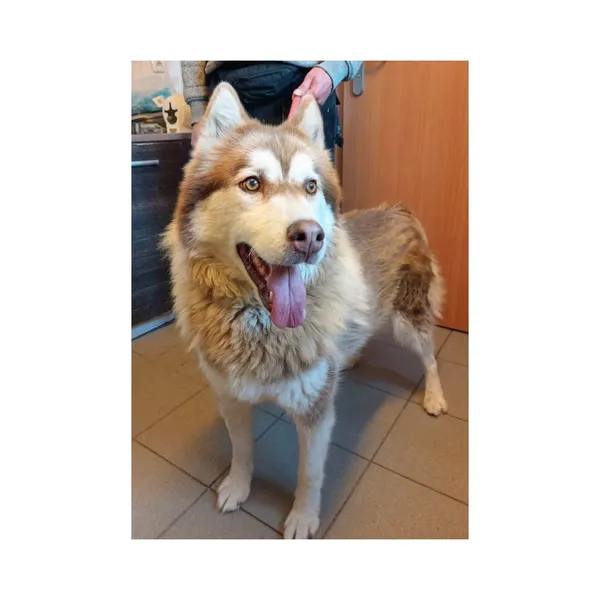 Znaleziono psa, Białystok, 26 września 2025 (5/5)