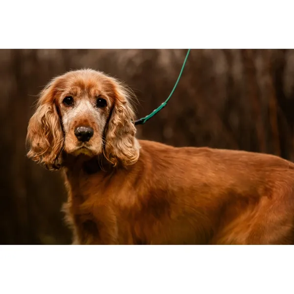 Znaleziono psa, Białystok, 26 września 2025 (1/5)