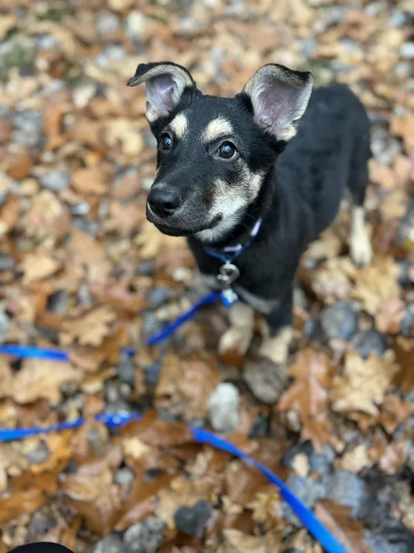 Pies do adopcji, Dłużyna Górna, 9 listopada 2025 (2/5)