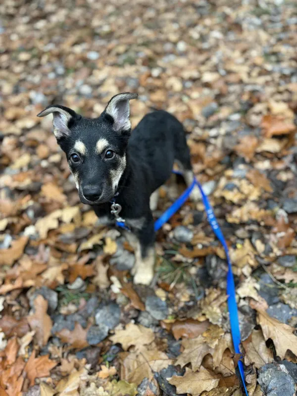 Pies do adopcji, Dłużyna Górna, 9 listopada 2025 (3/5)