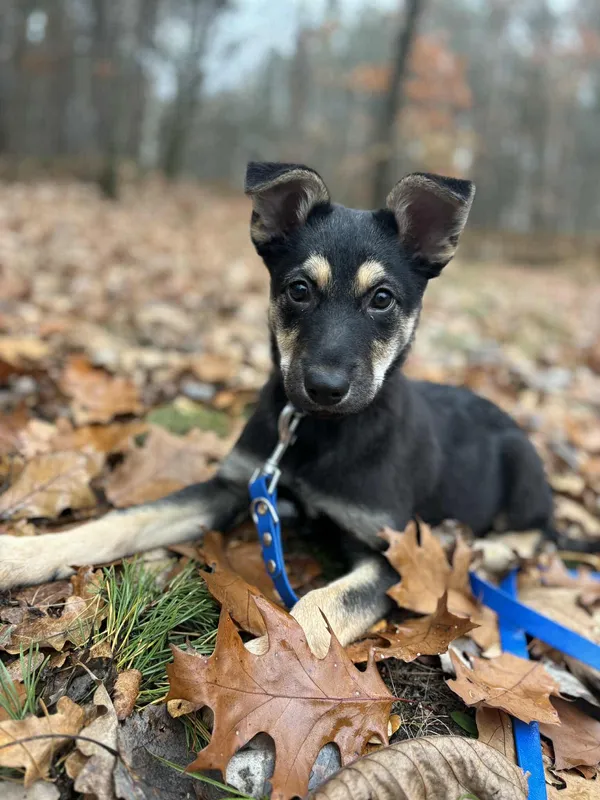 Pies do adopcji, Dłużyna Górna, 9 listopada 2025 (4/5)