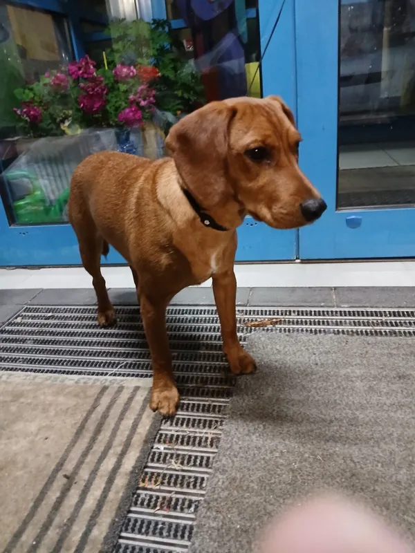 Znaleziono psa, Gdańsk, 9 listopada 2025