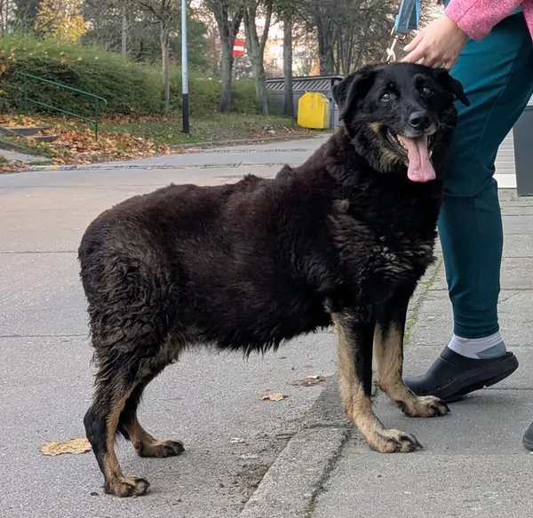 Znaleziono psa, Gdańsk, 7 listopada 2025