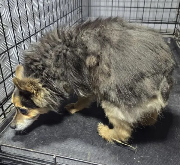 Znaleziono psa, Radom, 5 listopada 2025