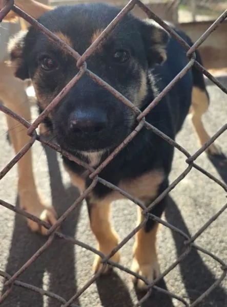 Znaleziono psa, Radom, 6 listopada 2025