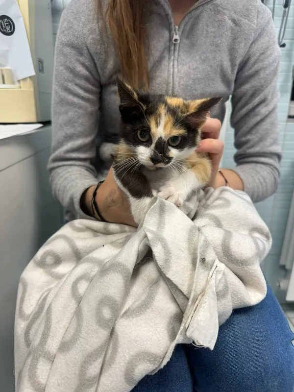 Kot do adopcji, Zgierz, 8 listopada 2025