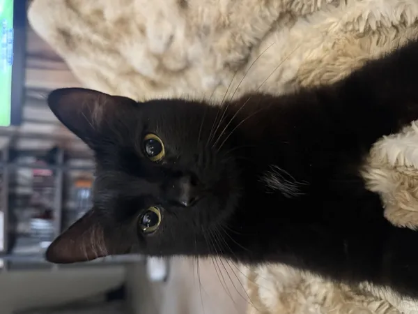 Zaginął kot, Łódź, 8 listopada 2025