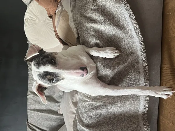 Zaginął pies, Łódź, 7 listopada 2025