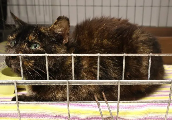 Znaleziono kota, Łódź, 7 listopada 2025 (1/2)