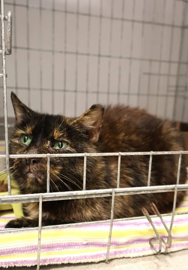 Znaleziono kota, Łódź, 7 listopada 2025 (2/2)