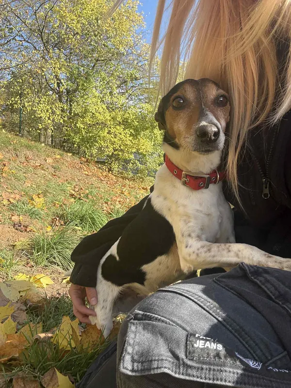 Pies do adopcji, Bydgoszcz, 8 listopada 2025 (1/2)