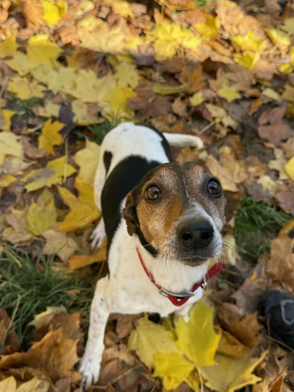 Pies do adopcji, Bydgoszcz, 8 listopada 2025 (2/2)