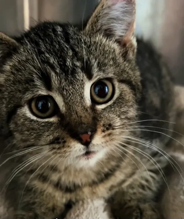 Kot do adopcji, Radom, 8 listopada 2025