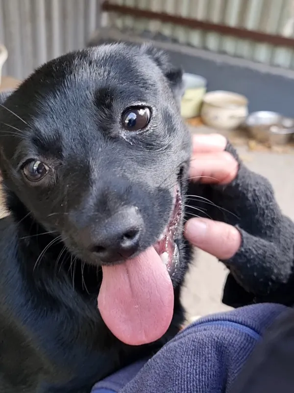 Pies do adopcji, Milanówek, 8 listopada 2025 (3/5)