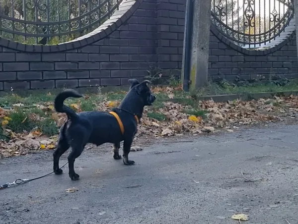 Pies do adopcji, Milanówek, 8 listopada 2025 (5/5)