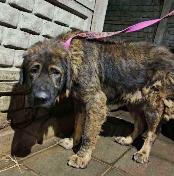 Pies do adopcji, Zgierz, 8 listopada 2025 (1/4)