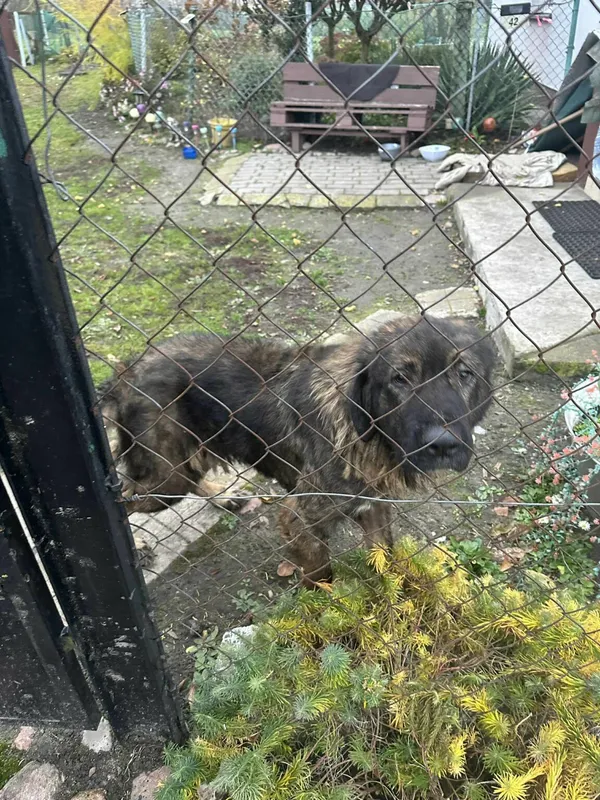 Pies do adopcji, Zgierz, 8 listopada 2025 (2/4)