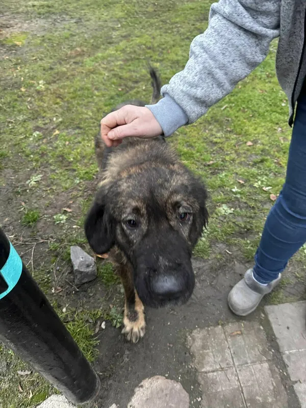 Pies do adopcji, Zgierz, 8 listopada 2025 (3/4)