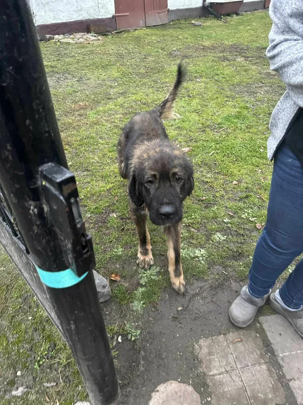 Pies do adopcji, Zgierz, 8 listopada 2025 (4/4)