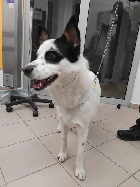 Znaleziono psa, Grudziądz, 8 listopada 2025