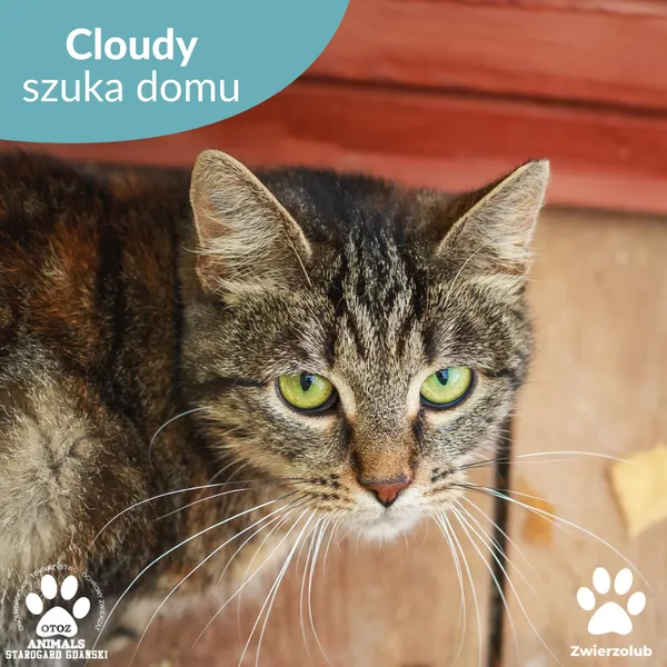 Kot do adopcji, Starogard Gdański, 7 listopada 2025 (1/2)