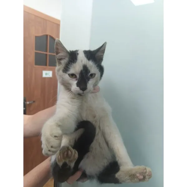 Znaleziono kota, Białystok, 7 listopada 2025