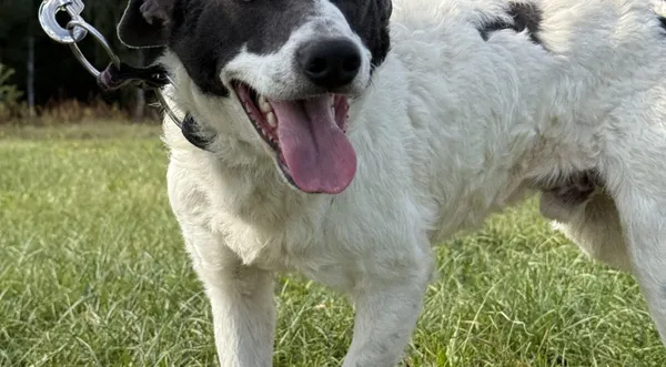 Pies do adopcji, Pieczyska, 9 listopada 2025 (1/5)