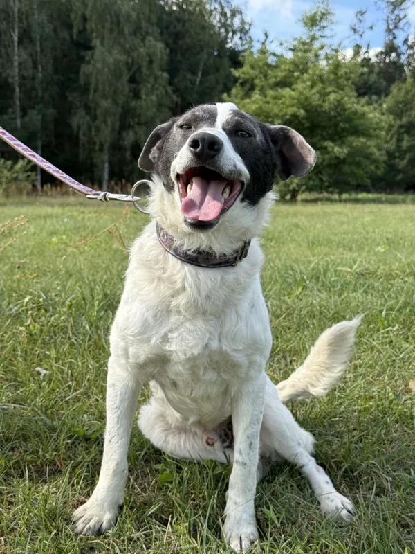 Pies do adopcji, Pieczyska, 9 listopada 2025 (3/5)