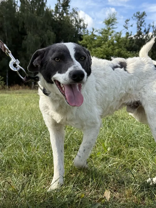 Pies do adopcji, Pieczyska, 9 listopada 2025 (4/5)