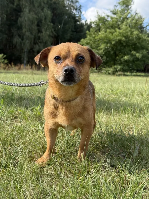 Pies do adopcji, Pieczyska, 9 listopada 2025 (2/4)