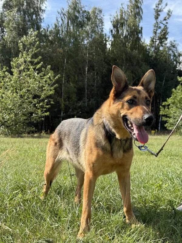 Pies do adopcji, Pieczyska, 9 listopada 2025 (2/4)