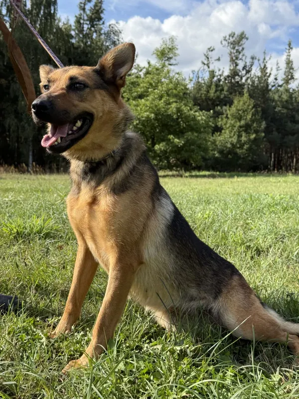 Pies do adopcji, Pieczyska, 9 listopada 2025 (4/4)