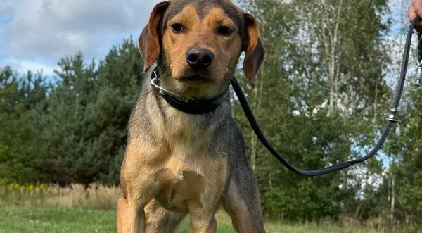 Pies do adopcji, Pieczyska, 9 listopada 2025 (1/5)