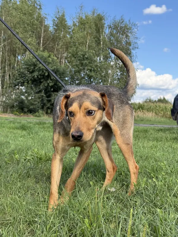 Pies do adopcji, Pieczyska, 9 listopada 2025 (3/5)