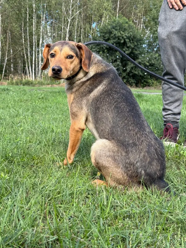 Pies do adopcji, Pieczyska, 9 listopada 2025 (4/5)