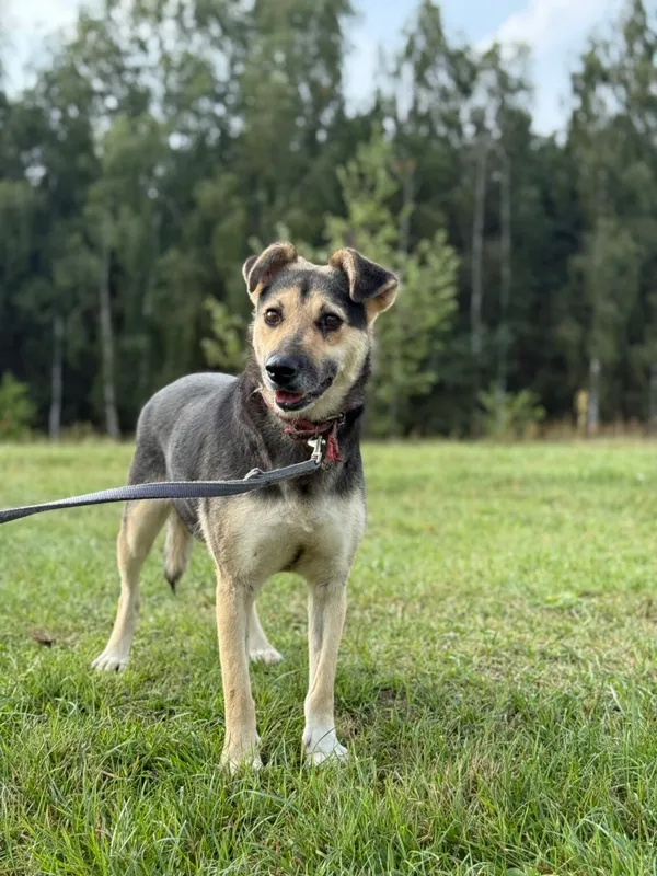 Pies do adopcji, Pieczyska, 9 listopada 2025 (2/4)