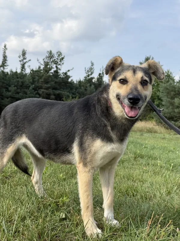 Pies do adopcji, Pieczyska, 9 listopada 2025 (4/4)