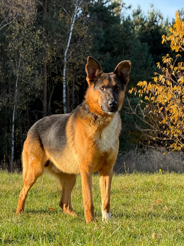 Pies do adopcji, Pieczyska, 9 listopada 2025 (2/4)