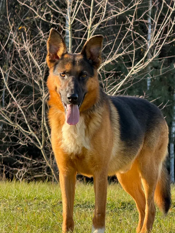 Pies do adopcji, Pieczyska, 9 listopada 2025 (4/4)