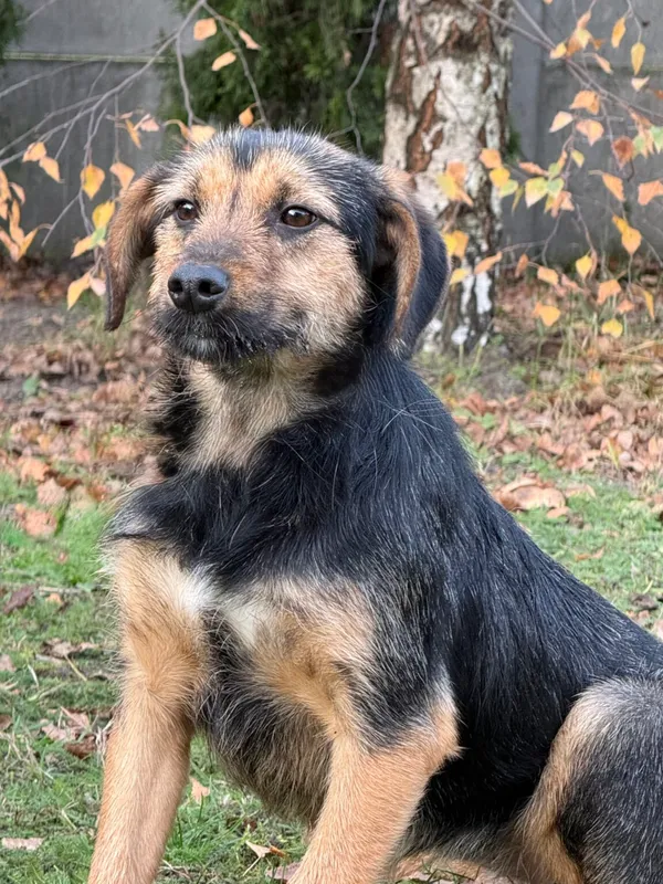 Pies do adopcji, Pieczyska, 9 listopada 2025 (4/4)